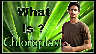 Chloroplast in Hindi  What is Chloroplast [upl. by Niawat]