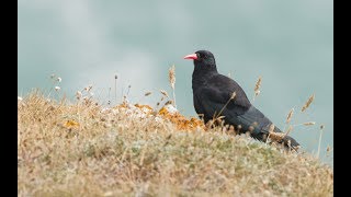 The Cornish Chough [upl. by Natalina692]