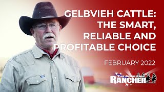 Gelbvieh Cattle The Smart Reliable and Profitable Choice  The American Rancher [upl. by Enyal35]