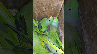 alexander parrot breeding season shortsviralvideo subscribe channel [upl. by Arammat]