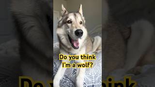 DNA Test Results dog dogs doglover shorts funny funnyvideo dna ancestrydna cute bff [upl. by Windzer308]