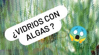 ⚠️😱 Cómo eliminar ALGAS del vidrio de la pecera 🧽 [upl. by Even121]