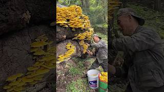 Harvesting mushrooms process farming [upl. by Lesnah930]