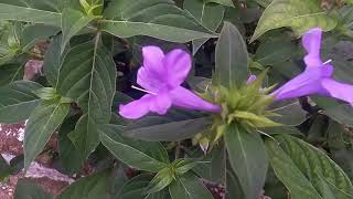 Barleria cristata L Acanthaceae  Philippine Violet  jhinti [upl. by Tireb]