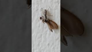 Jumping Spider rotates its meal [upl. by Carmelle]