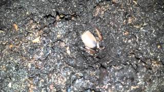 Part 1 of 2 Trapdoor spider building new home [upl. by Nonnek]