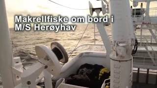 Makrellfiske med MS Herøyhav [upl. by Brandie585]