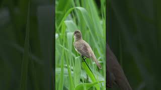 オオヨシキリのさえずりThe song of Acrocephalus orientalis297野鳥shorts [upl. by Lumbye]