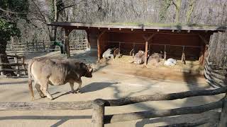 Tirolerhof Jungtier Kuh Herde Kalb Pustertaler Sprinzen Tuxer Rind Tiergarten Zoo Schönbrunn [upl. by Amary]