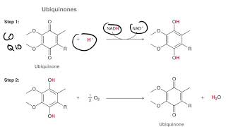 Oxidation of phenol to benzoquinone and biological RedOx reactions [upl. by Arissa]