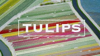 Dutch TULIP Fields amp Keukenhof Gardens Netherlands  via Drone [upl. by Amari]