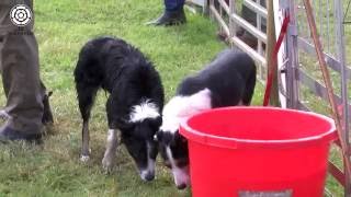 National sheepdog trials return to Yorkshire [upl. by Ttirrem181]