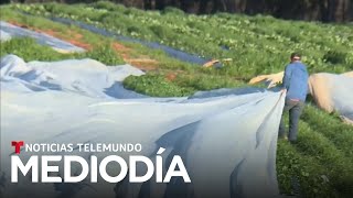 Unas 23 millones de personas en alerta de heladas de Texas a Carolina del Norte  Noticias Telemundo [upl. by Shaylynn585]