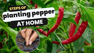 Planting pepper at home  How to Grow Chillies Peppers from Seed  Step by step [upl. by Foah]