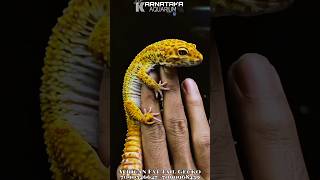 African Fat Tail Gecko 🦎  Karnataka aquarium india turtle karnatakaaquarium reptiles [upl. by Hgielra455]