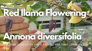 Red Ilama Flowering  Hand Pollinated  Annona diversifolia [upl. by Notnirt]