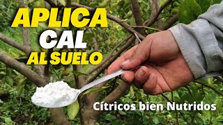 Cítricos bien nutridos y Saludables 🌿  Aplicar cal al suelo te puede ayudar a lograrlo [upl. by Lissie]