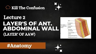 Layers of Anterior Abdominal Wall  Layers of Anterolateral Abdominal Wall  Abdomen Anatomy KTC [upl. by Doran970]