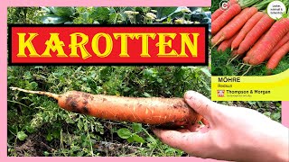 🥕 Rosa Karotten im Garten anbauen 🥕 Redsun 🌞 Thompson amp Morgan Möhren von Aussaat bis Ernte 🥕 4K [upl. by Bess]