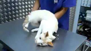 The BEST way to trim KITTEN nails The EASY way no restraint needed part 1 [upl. by Burtie]