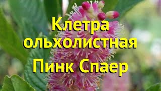 Клетра ольхолистная Пинк Спаер Краткий обзор описание характеристик clethra alnifolia Pink Spire [upl. by Sucramraj917]