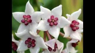 A Visit with Hoya wightii ssp palniensis [upl. by Mccourt883]