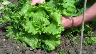 How to Grow Lettuce from Seed [upl. by Anek]