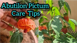 How to care and grow Abutilon Pictum  Chinese Lantern Bell Hibiscus Full care guide florapassion [upl. by Alhsa]