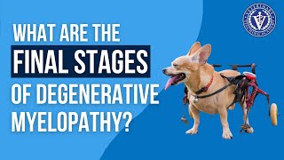 What are the final stages of Degenerative Myelopathy [upl. by Aicekal751]