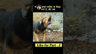 ये कुत्ता अपने मालिक से बिछड़ गया  Dogs is trying to find his Home short [upl. by Rafaj42]