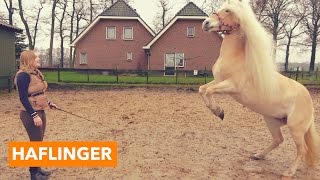 Haflinger  PaardenpraatTV [upl. by Anicul]