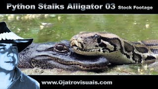 Python Stalks Alligator 03 Stock Footage [upl. by Lalita]