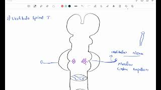 Vestibulospinal Tract  Pontine Reticulospinal Tract  Descending Tracts in Hindi Urdu [upl. by Brandwein635]