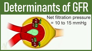 08 Determinants of GFR Glomerular Filtration Rate [upl. by Akcirred]