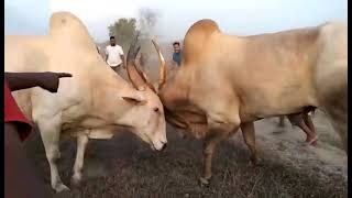 Bullfights Goa  Traditional Dhirio Sport  Goan Dhirio Sport [upl. by Llemert216]