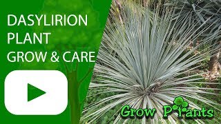 Dasylirion  grow amp care Desert spoon or Sotol [upl. by Haldis]