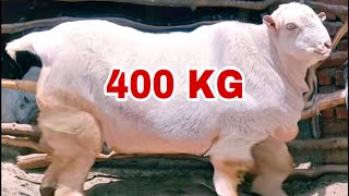 world record  Top 5 Biggest Expensive Goats in The World [upl. by Zacek924]