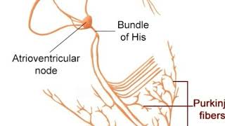 Everything You Need to Know About Purkinje Fibers [upl. by Rehsa]