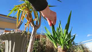 Palmlilie Umtopfen Umpflanzen Das richtige beste Substrat Maya Tree Yucca guatemalensis elephantipes [upl. by Outlaw]