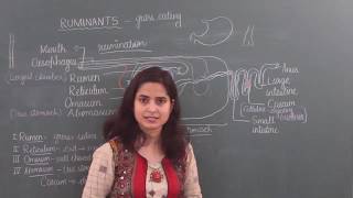 RuminantsDigestion in ruminantsNutrition in animalsScienceClass VII [upl. by Arratal]