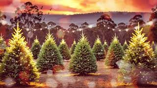 Melbourne Christmas Tree Farm in July with Winter Sunset 🌇 [upl. by Nathaniel]