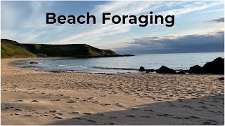 A Quick Forage on a Beach coastalforaging [upl. by Poyssick]