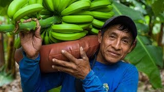 FairtradeBananen aus BioAnbau in Peru [upl. by Aylad]