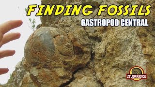 Finding Fossils  Gastropod Central [upl. by Trela]