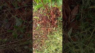 Elaichi Cardamom plant short viral video [upl. by Llenra372]