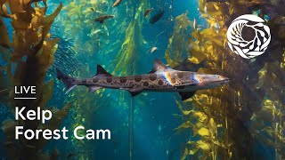 Live Kelp Forest Cam  Monterey Bay Aquarium [upl. by Adnaerb]