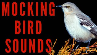 WHAT NOISE DO MOCKINGBIRD MAKE  Northern Mockingbird Sound Effects [upl. by Ayatan]