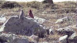 Caucasian Great Rosefinch Kazbegi Georgia [upl. by Seugirdor890]