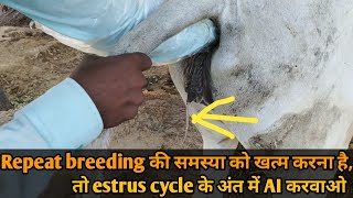 सिमेन AI करने का सही समय कैसे पता करें  Repeat breeding को कैसे ठीक करें  delayed olvulation [upl. by Annaeiluj]