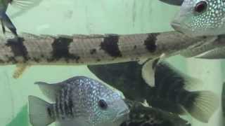 Adult size Endlicheri Bichir with Texas Cichlids Jaguar Cichlids and Catfish [upl. by Cirle]